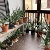 Piante in vaso di aloe vera. Un pianta utile