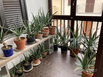 Piante in vaso di aloe vera. Un pianta utile