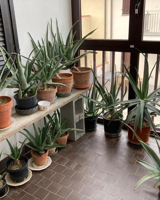 Piante in vaso di aloe vera. Un pianta utile