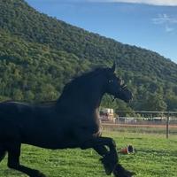 Frisone stallone 8 anni