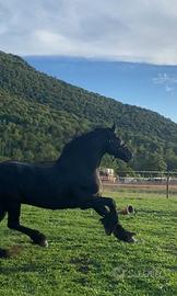 Frisone stallone 8 anni