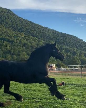 Frisone stallone 8 anni