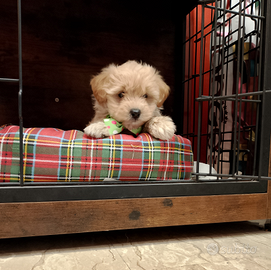 Maltipoo Maschio Fulvo