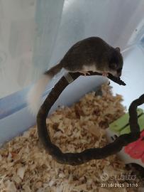 Coppia di Minighiri africani