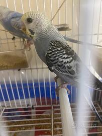 Disponibile cocorite giovane