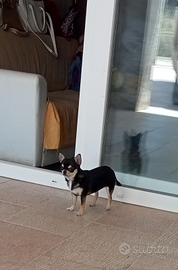 Chiuhuahua femminuccia giovane