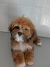 lhasa-apso