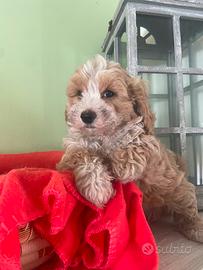 Cuccioli allevati da noi ( maltipoo)