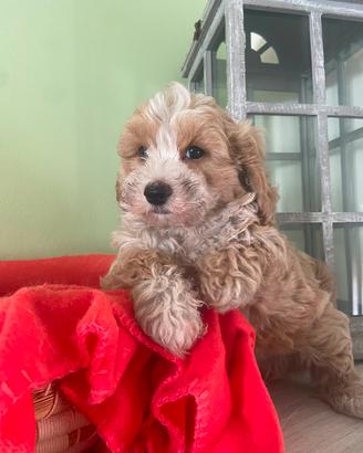 Cuccioli allevati da noi ( maltipoo)
