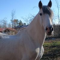Cavallo