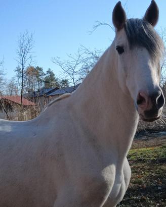 Cavallo
