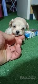 Maltipoo nuvoletta