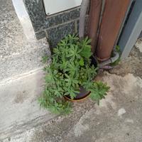 piante miste in blocco