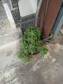 piante miste in blocco