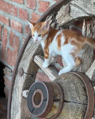 Gattini