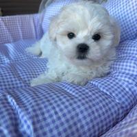 Cucciolo li di maltesi