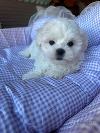 Cucciolo li di maltesi