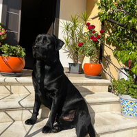 Labrador retriver nero per Monta maschio