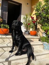 Labrador retriver nero per Monta maschio