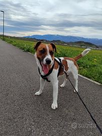 Disponibile per monta