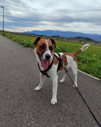 Disponibile per monta