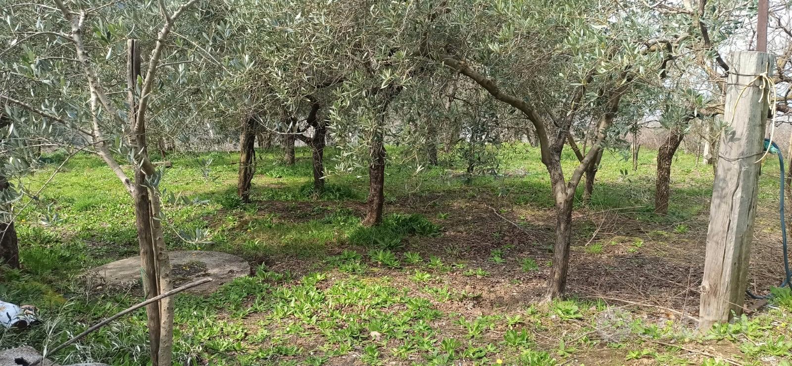 Uliveto e vigneto con locale deposito abitabile - Vista 5