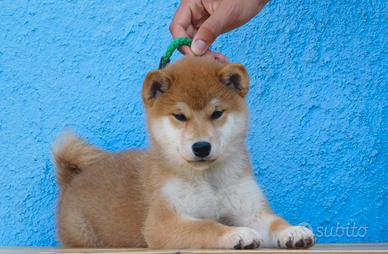 Incantevole Shiba
