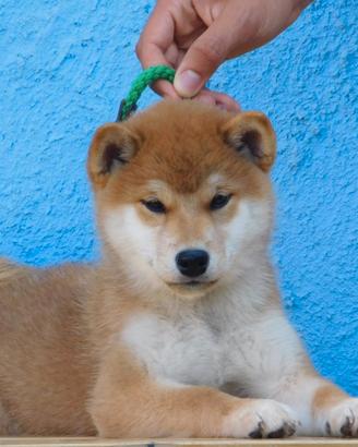 Incantevole Shiba