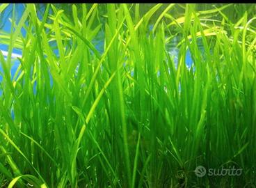 vallisneria natans
