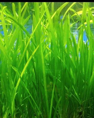 vallisneria natans