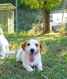 Jack Russell