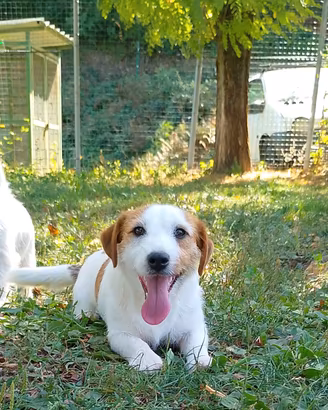 Jack Russell