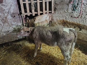 Viella pezzata Rossa