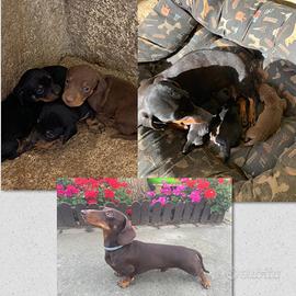 Cucciolo di Bassotto nero focato