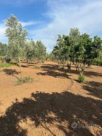 Terreno agricolo