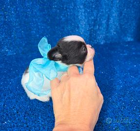 Chihuahua mini toy maschio con pedigree ENCI