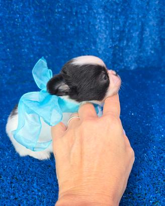 Chihuahua mini toy maschio con pedigree ENCI