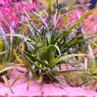 Eriocaulon sp. Vietnam.