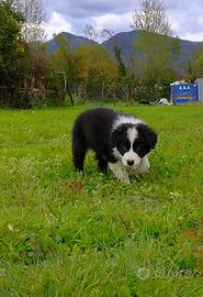 Border collie