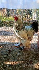 Gallo brhama
