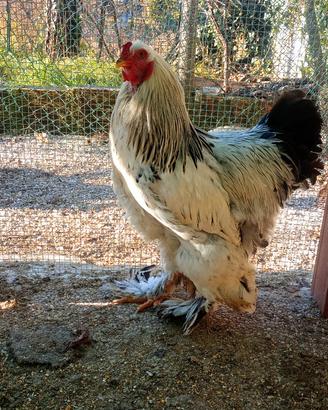 Gallo brhama