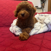 Cuccioli barboncino Toy mini Toy e Nano