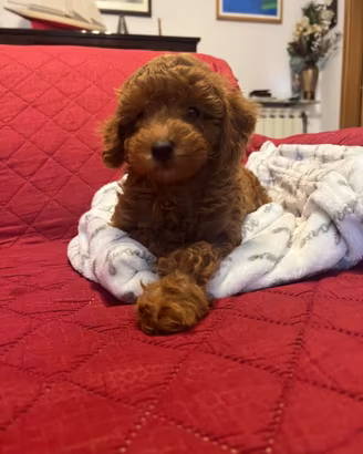 Cuccioli barboncino Toy mini Toy e Nano