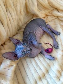 PEDIGREE SPHYNX con PEDIGREE