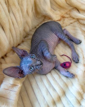PEDIGREE SPHYNX con PEDIGREE