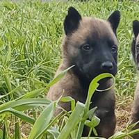 Pastore belga Malinois