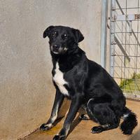 Carlo: 2 anni taglia media, timido e riservato