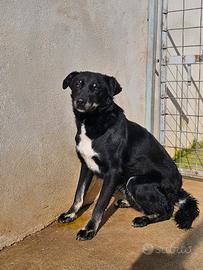 Carlo: 2 anni taglia media, timido e riservato