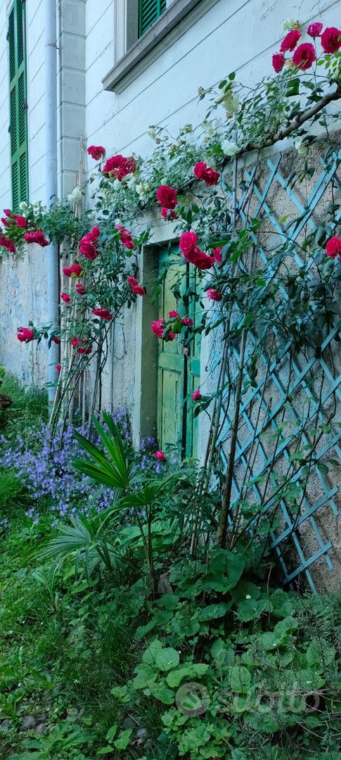 Casa – Venegono Superiore, Frutteto - Vista 3
