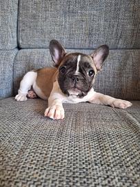 Bulldog francese Cuccioli
